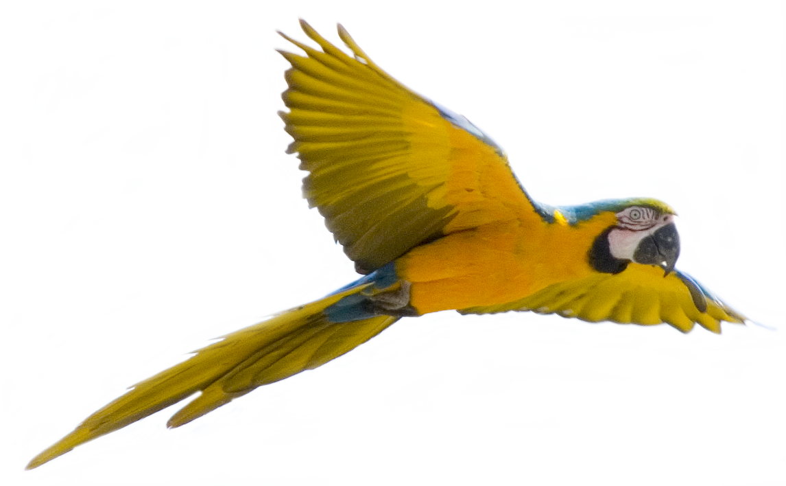 Flying Bird Transparent Background - Flying Bird Transparent Background (1146x708)