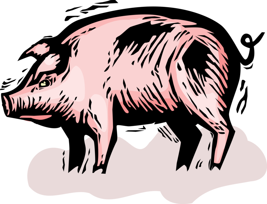 Vector Illustration Of Domesticated Pig In Farm Pigsty - Muddy Puddles (916x700)