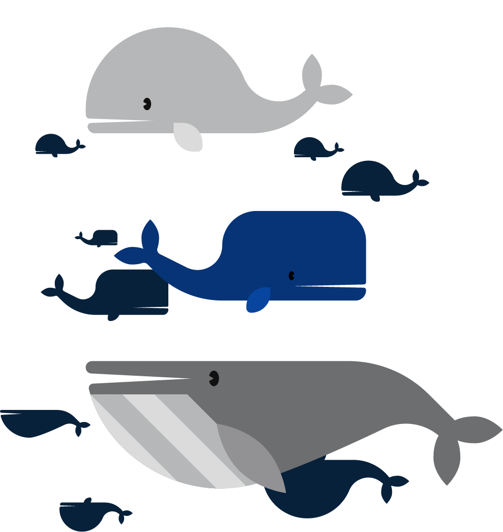 Moby-dick Dolphin Beluga Whale Moby Dick - Cetacea (1001x1059)
