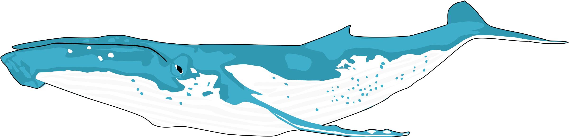 Beluga Clipart Humpback Whale - Clip Art Humpback Whale (2400x581)