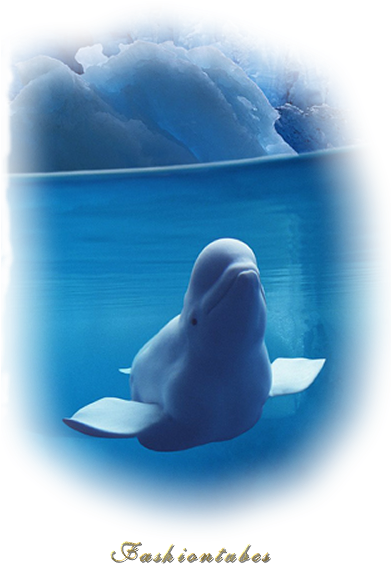 Dauphin Glacier - Design Pics Dpi2093720large Belugas Underwater With (400x600)