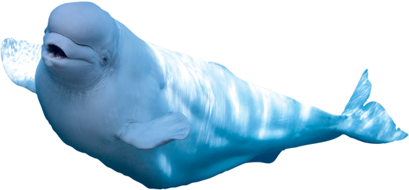 Beluga Whale From The Mystic Aquarium - Mystic Aquarium & Institute For Exploration (600x275)