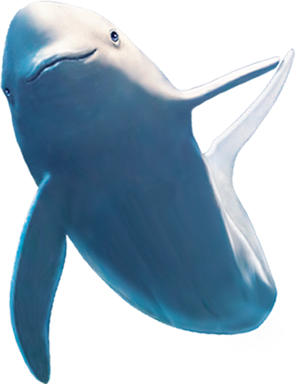 Common Bottlenose Dolphin Shark Beluga Whale - Baleen Whale (1000x1000)