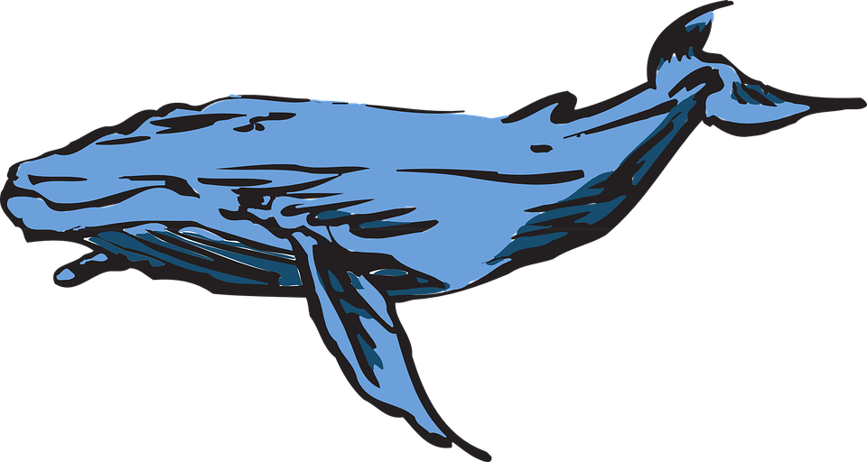 Beluga Whale Cliparts 17, - Blue Whale Game Png (960x512)