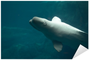 Beluga Balinası Çıkartması Pixerstick • Pixers® - Tiger Shark (400x400)