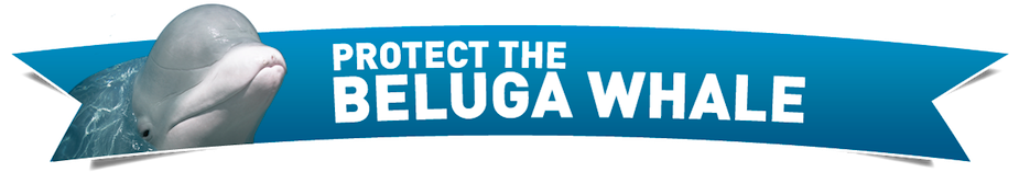 Beluga Whale - Save The Beluga Whales (940x159)