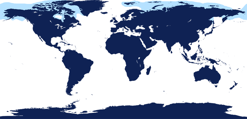 Beluga Whale Range - Map Of World Stencil (800x386)