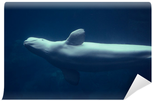 Beluga Whale (400x400)