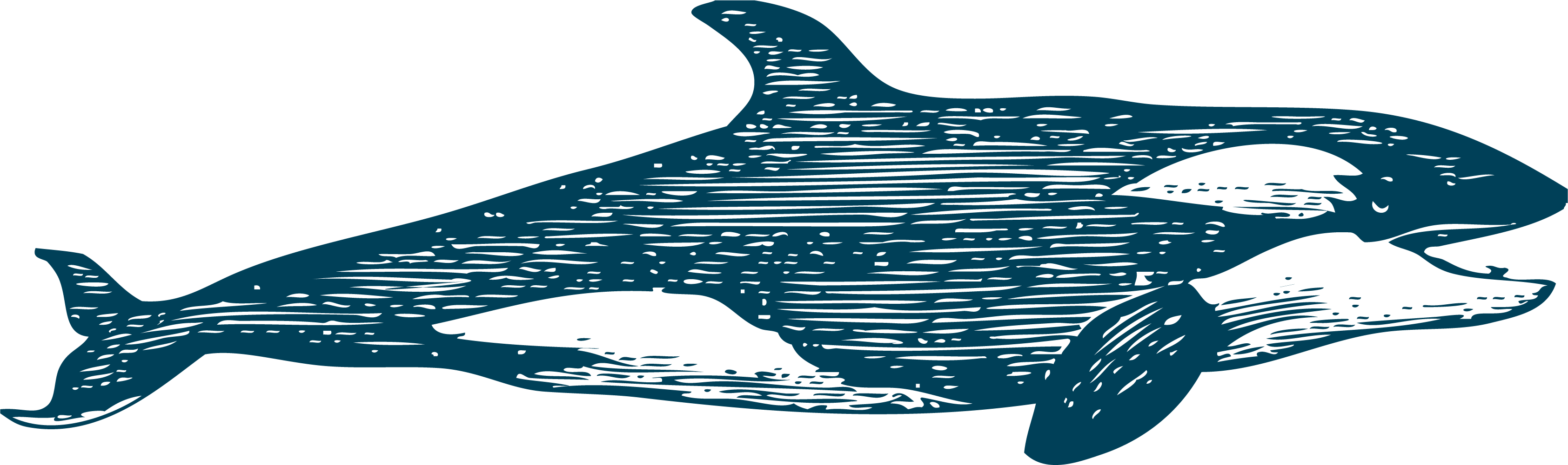 Common Bottlenose Dolphin Tucuxi Whale - Common Bottlenose Dolphin Tucuxi Whale (3370x1001)