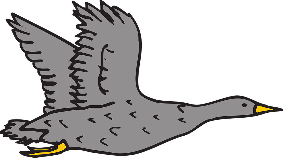 Swan Cliparts 23, - Desenho De Ganso Voando (1920x1074)