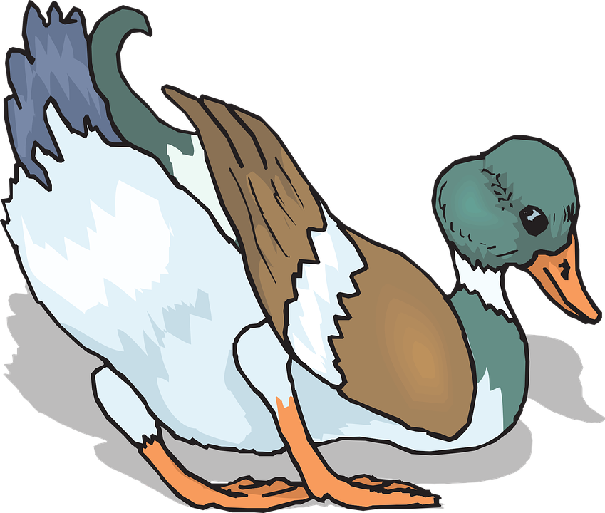 Feathers Bird, Duck, Wings, Leaning, Animal, Feathers - ภาพ การ์ตูน นก เป็ดน้ำ (849x720)