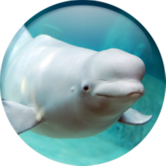 씨랄라워터파크 2인권 2개 - Lotte World Seoul Aquarium (640x640)