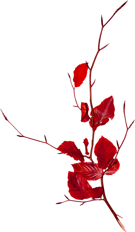 Branch Follaje Clip Art - Branch Follaje Clip Art (524x800)