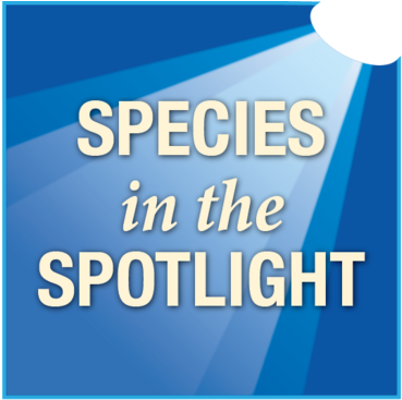 Species In The Spotlight Logo - Self Publishing Success: A Handbook For New Writers (549x366)