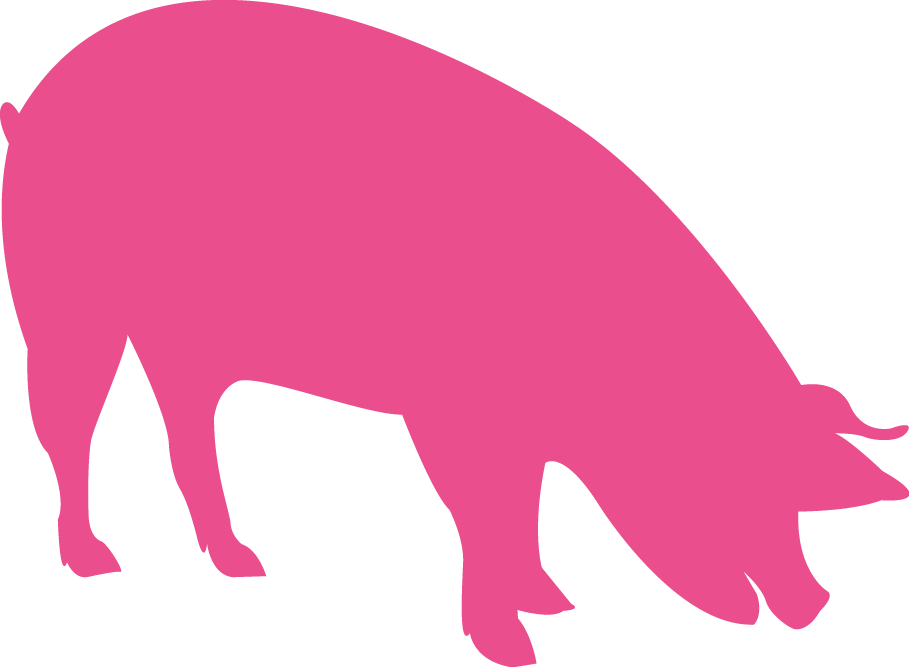 Vigorous Piglets And Finishers - Pig (909x667)