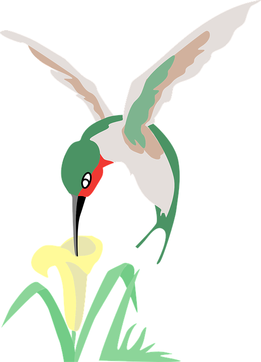 Humming Bird Cartoon 2, Buy Clip Art - Hummingbird And Flower Cartoon (519x720)