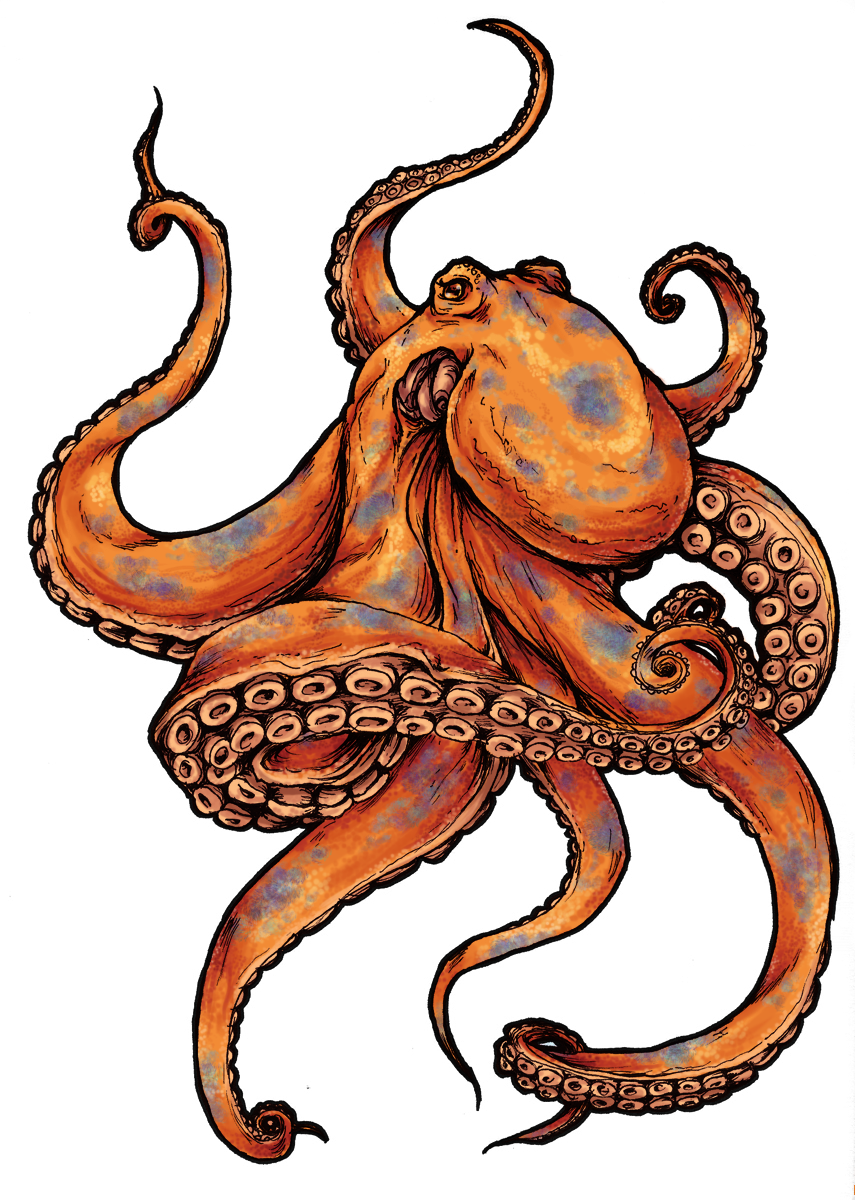 Octopus - Tattoo Octopus (855x1200)