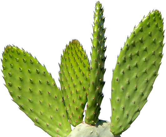 Download Free High Quality Cactus Png Transparent Images - Cactus Transparent Background (540x466)