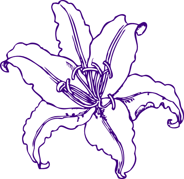 Blue Water Lily Flower Clipart - Stargazer Lily Coloring Page (600x582)