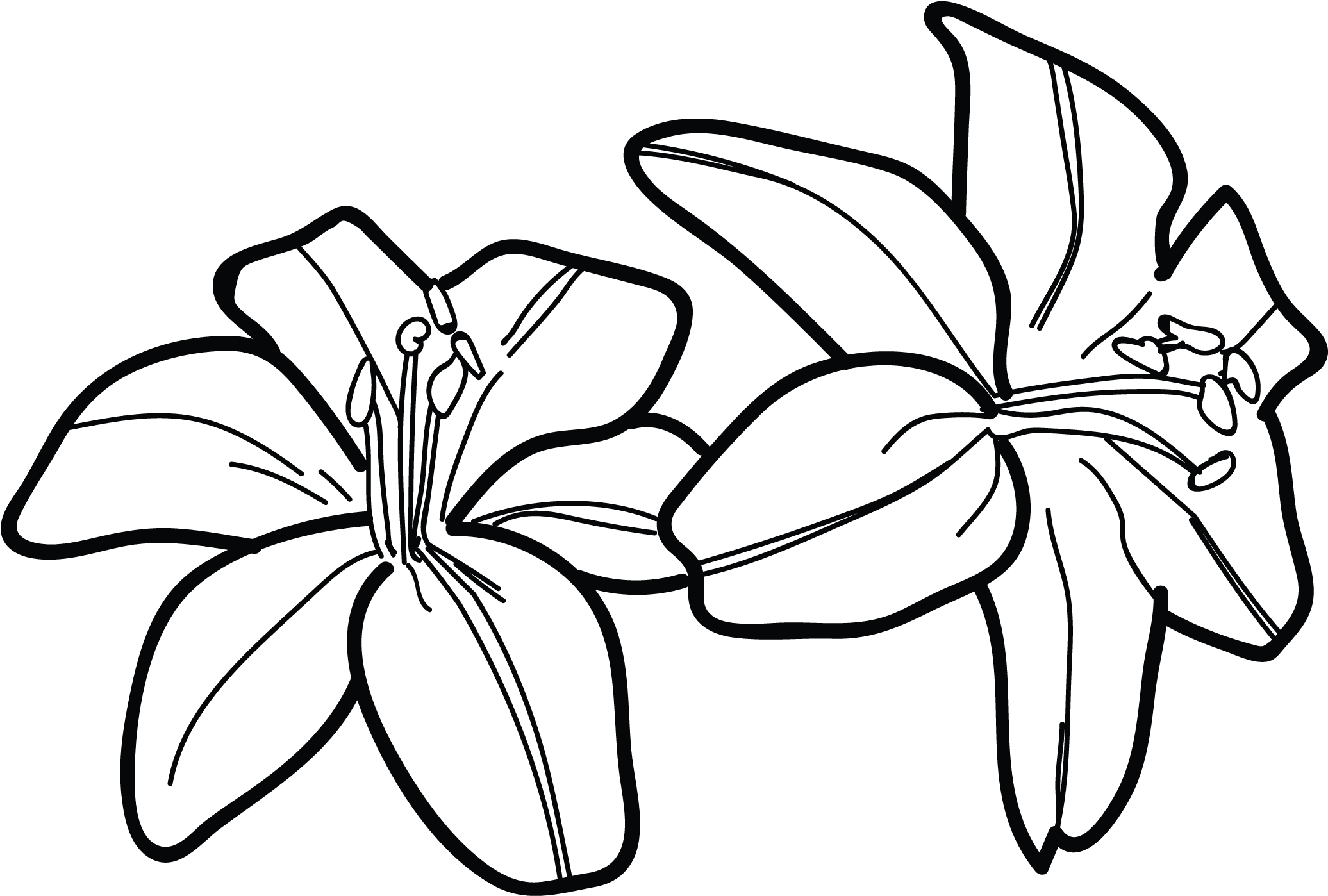 Tiger Lily Flower Drawing Water Lilies Tattoos Designs - Draw A Tiger Lily (2650x1600)