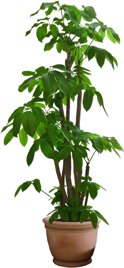 10 Free Plants & Flowers Png Images- At Dzzyn - Plants Png (434x900)