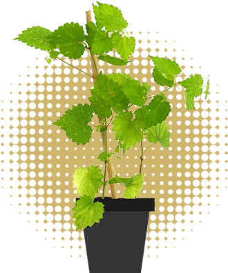 Plantas Que Crecen En Maceta Y Se Comercializarán Durante - You Are Here Ncma (500x500)