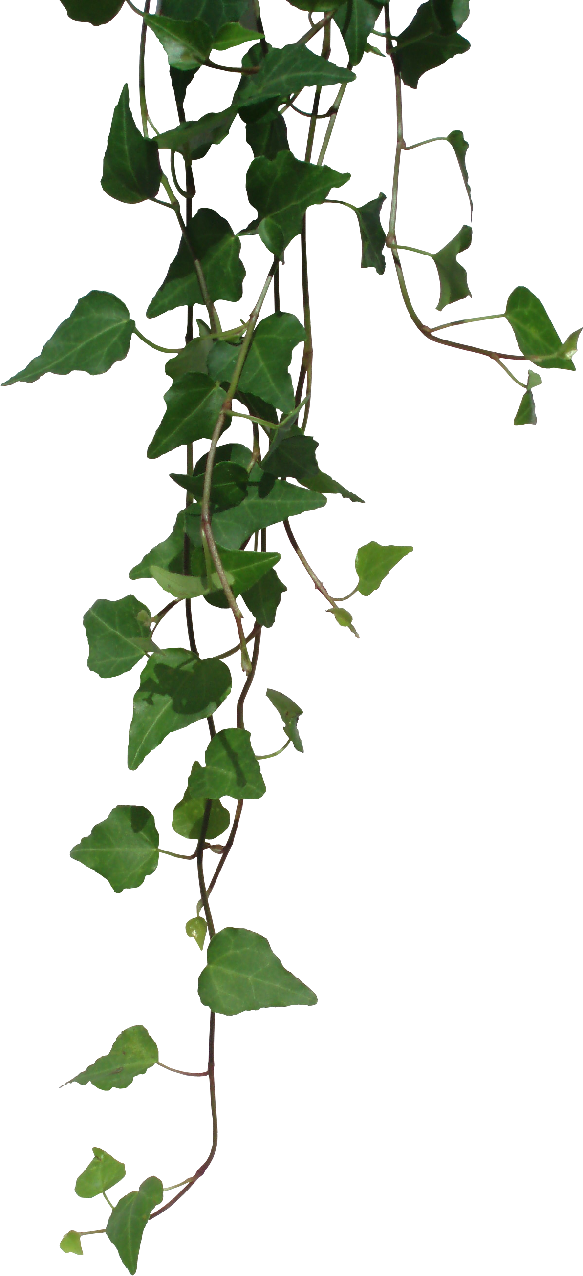 Cuidados De La Hiedra De Interior - Vine Plant Png (1380x2664)