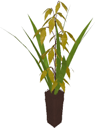 Planta En Maceta - Century Plant (400x400)