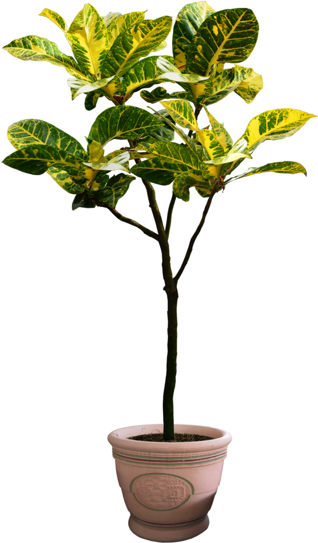 Plant Png 5 By Digitalwideresource - Plant Png Free Download (710x1124)