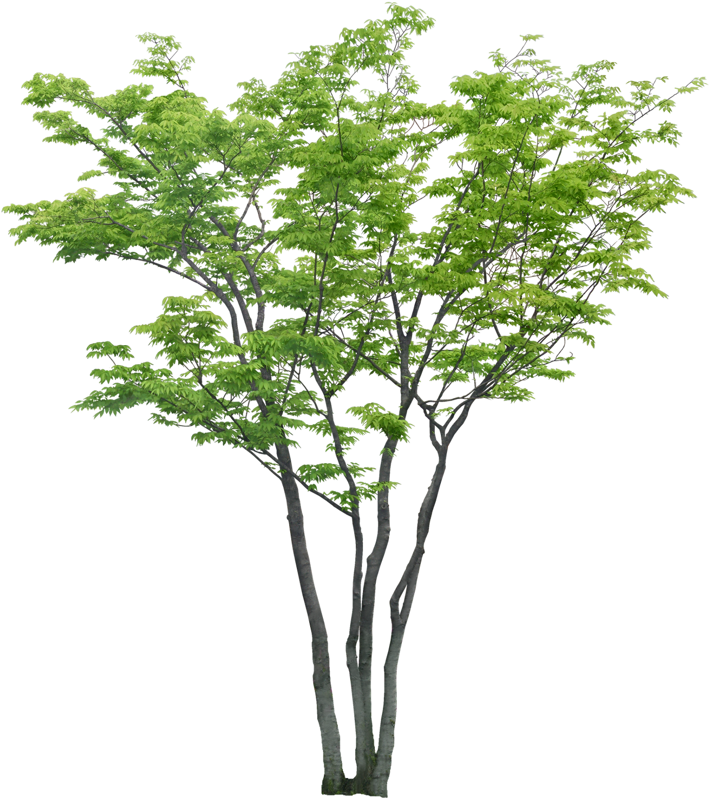 Tubos De Imagen - Arboles Png Sin Fondo (1484x1600)