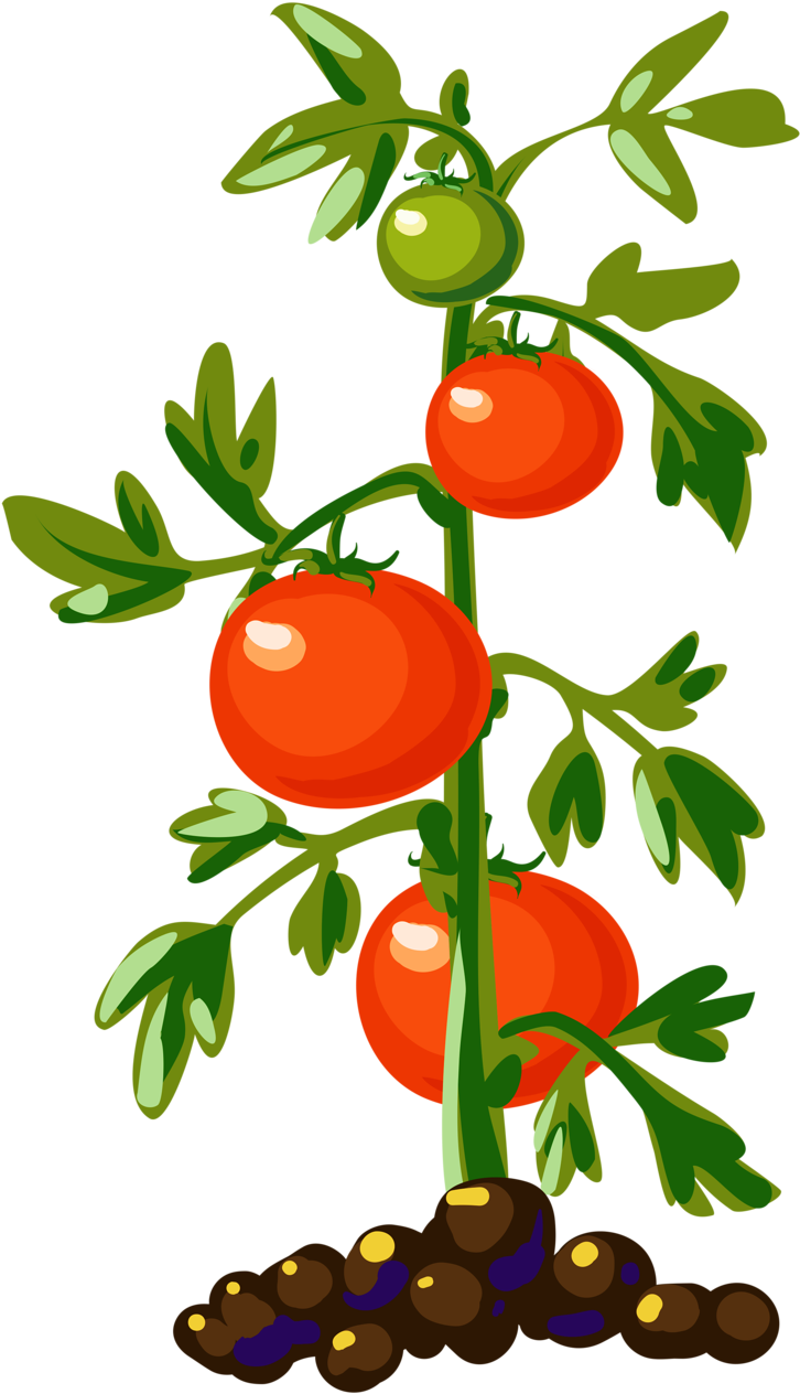 Vegetales De Tomate Cherry Planta Clip Art - Tomato Plant Clipart (754x1280)