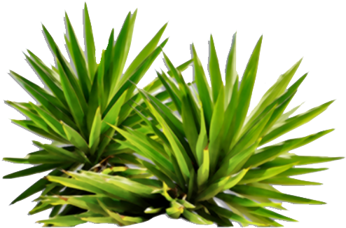 Sign In To Save It To Your Collection - Png Plants For Photoshop (523x340)