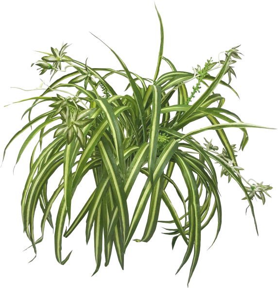 Chlorophytum Comosum De La Nasa Aire Limpio De Estudio - Hanging Spider Plant Png (800x600)