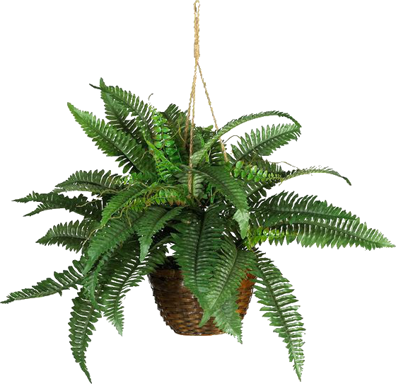 Boston Fern Silk Hanging Basket (560x542)