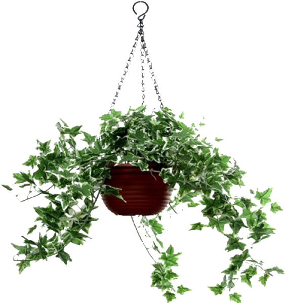 Plantas Colgantes Png (600x600)