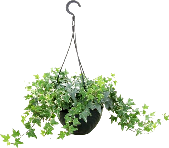 English Ivy Hedera Helix (539x472)