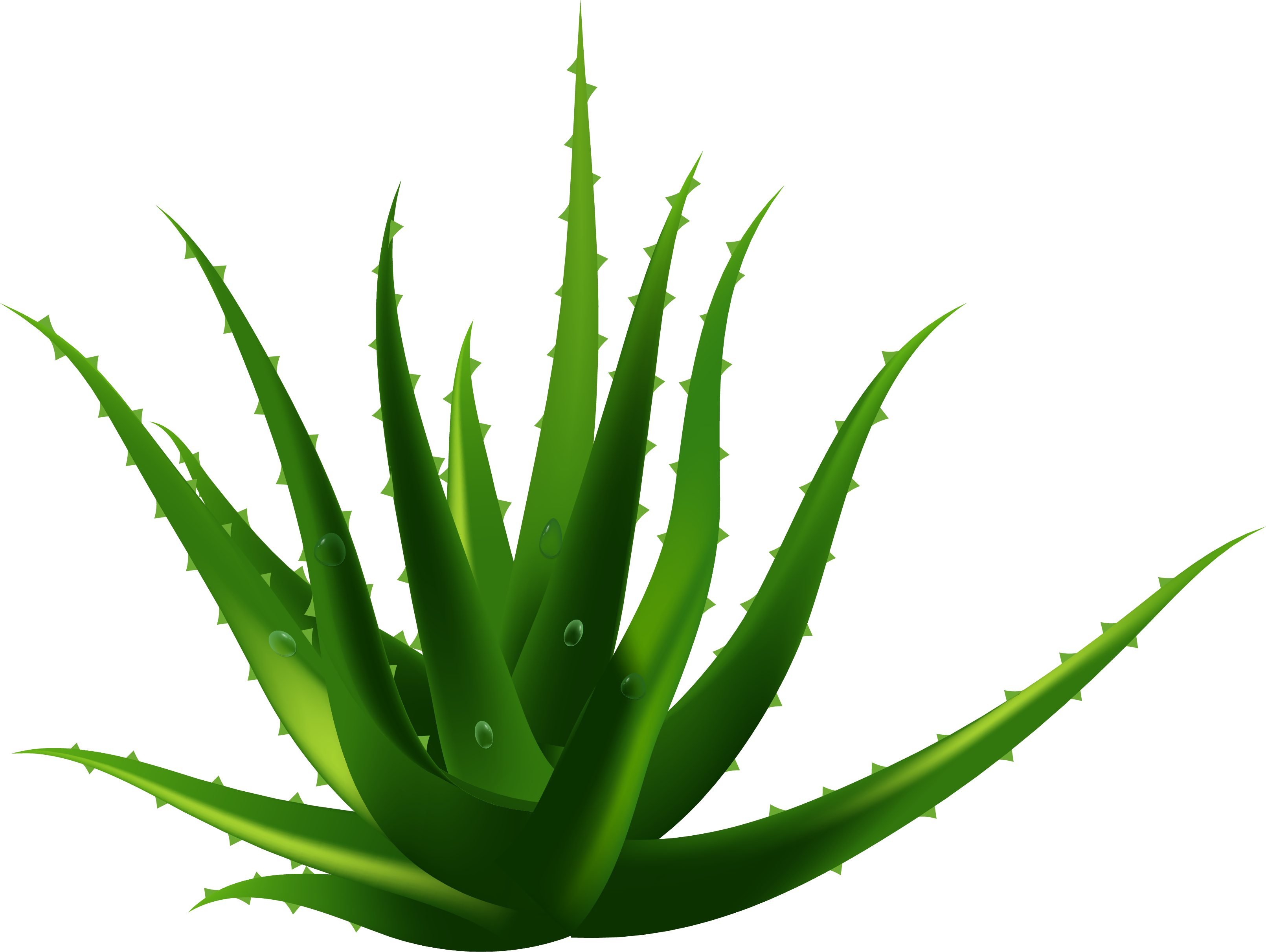Planta De Aloe Vera Euclidiana Del Vector - Aloe Vera Vector Png (3221x2423)