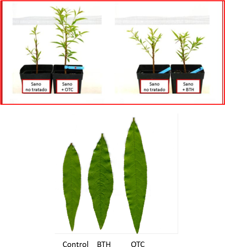 Efecto Del Otc Y Del Bth En La Brotación De Plantas - Over-the-counter Drug (747x848)