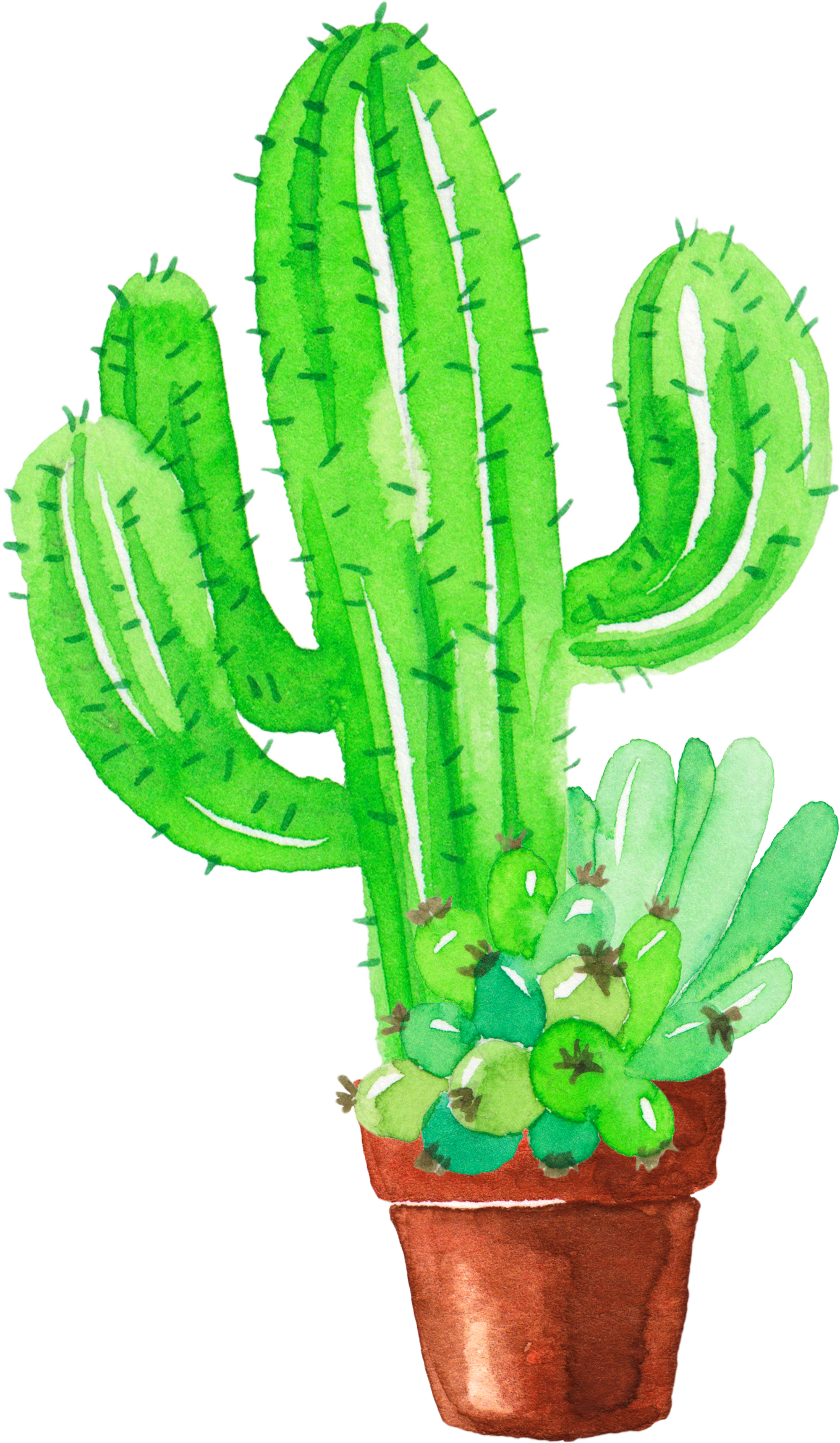 Cactaceae Pintura A La Acuarela De Plantas Suculentas - Elite Sketchbook: Elite Sketchbook : Large 8.5 X 11 (2001x3434)