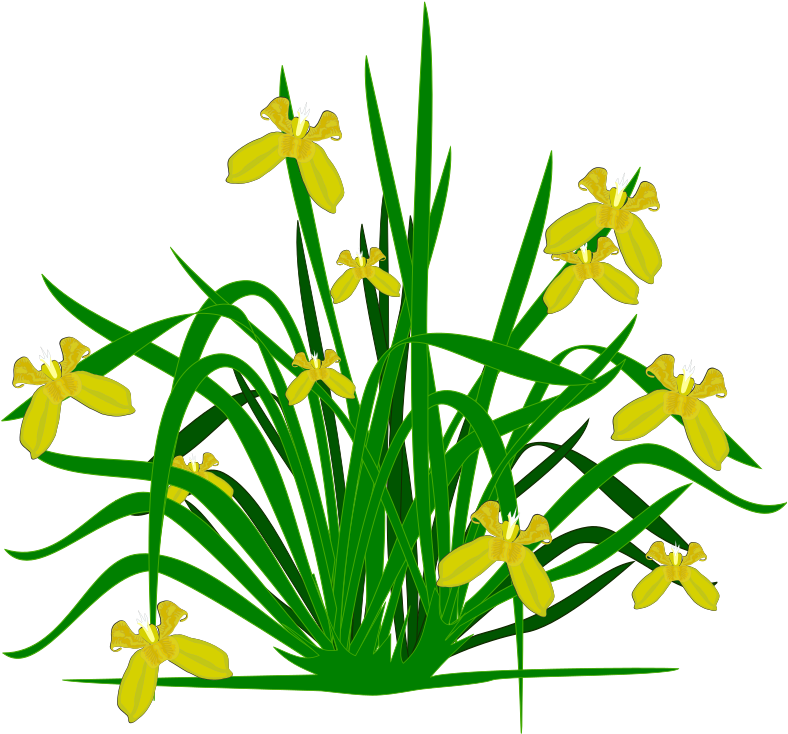Medium Image - Png Plant Iris (800x800)