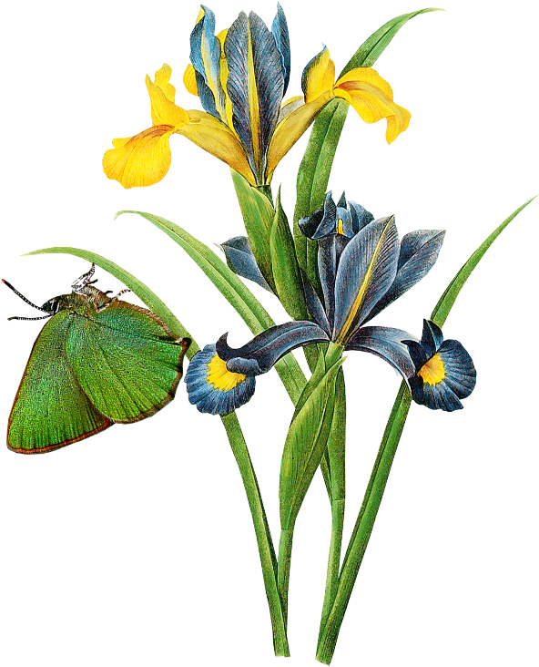 Publicat De Eu Ciresica La - Spanish Iris N(iris Xiphium) Engraving After Painting (650x763)