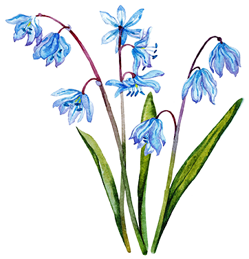 Fotoscilla1 - Iris (362x376)