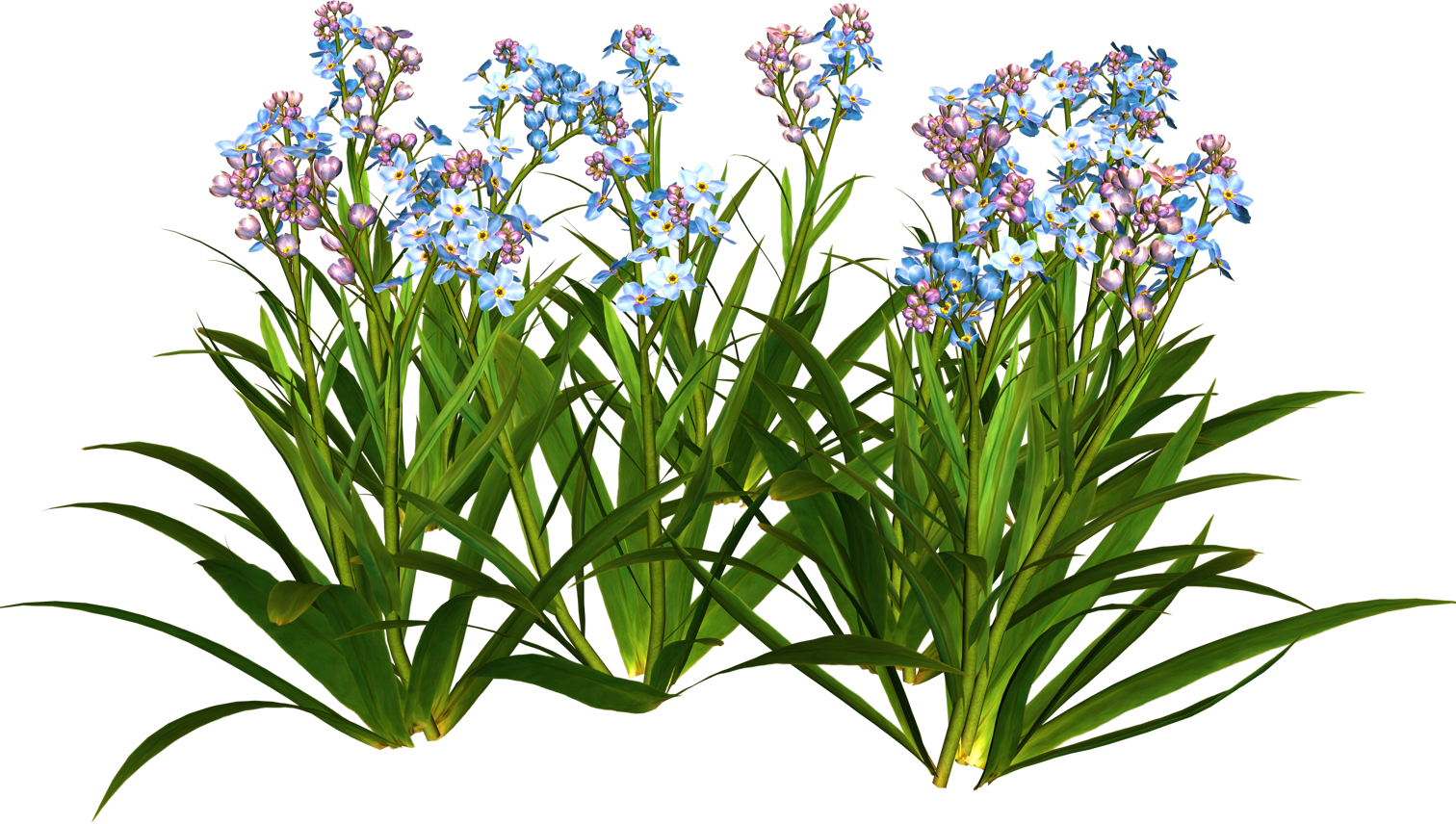 Flower Garden Plant Shrub - Flower Garden Plant Shrub (1512x856)