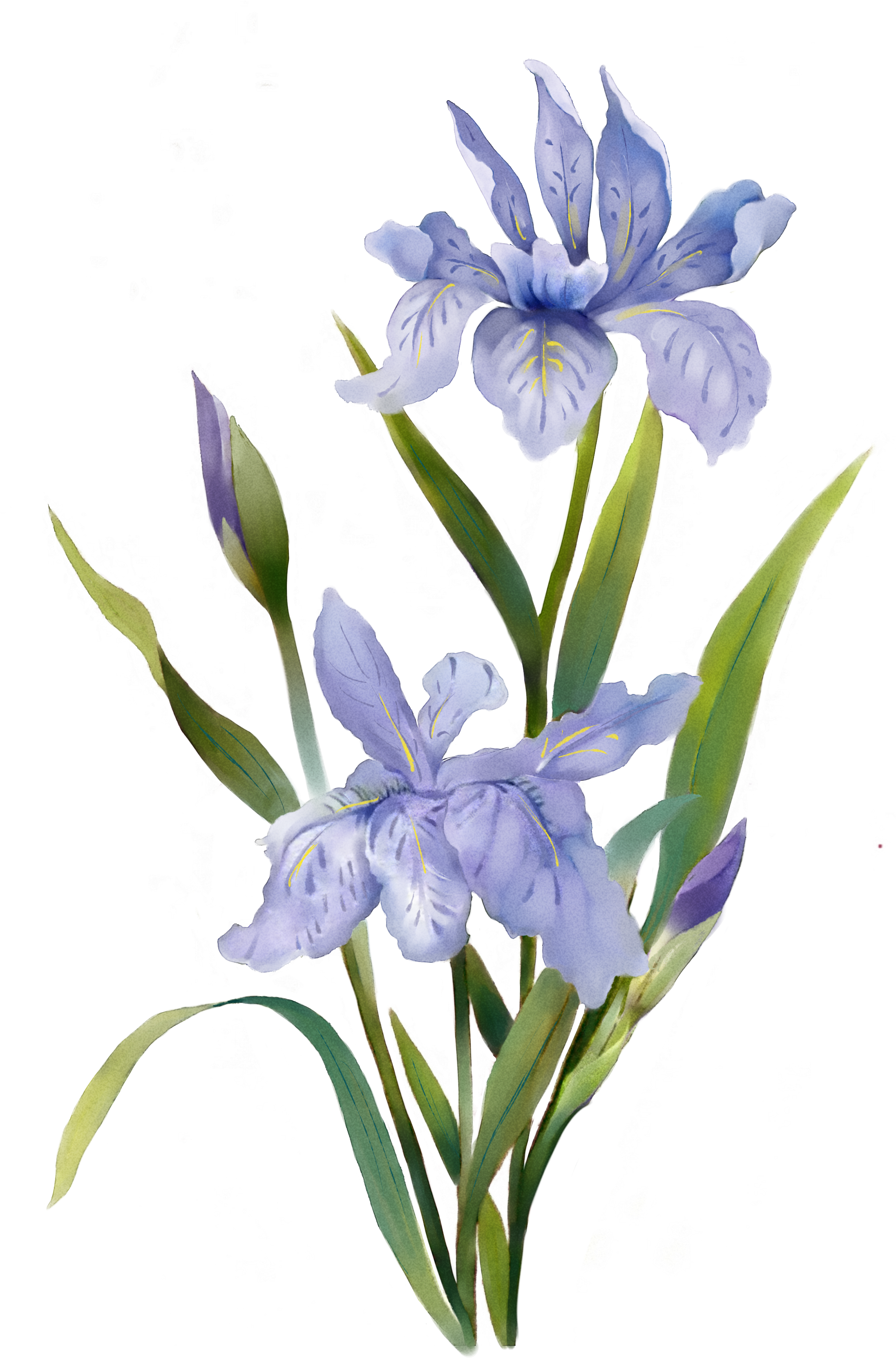Flowers Watercolor Painting - Watercolor Plants (2480x3508)