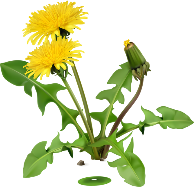 Clip Art - Dandelion Greens (641x643)