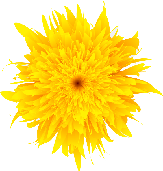 Dandelion High Quality Png - Dandelion Png (564x593)