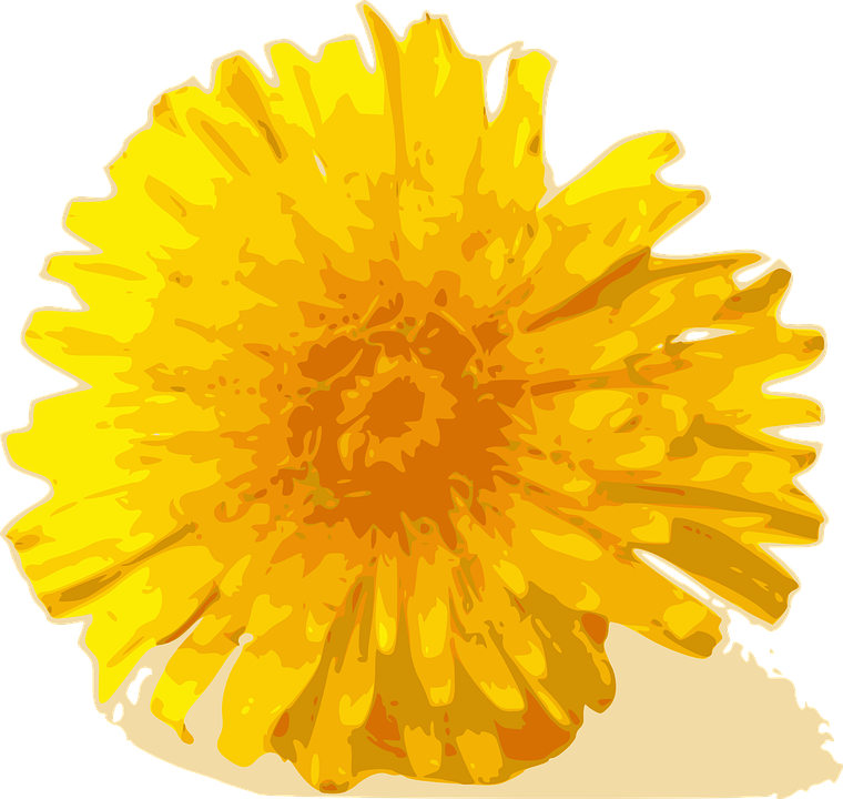 Dandelion Cliparts 7, - Yellow Chrysanthemum Flower Png (760x720)