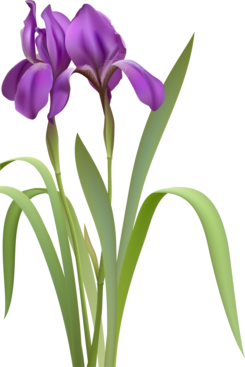 Drawing Clip Art - Drawing Clip Art (802x1200)