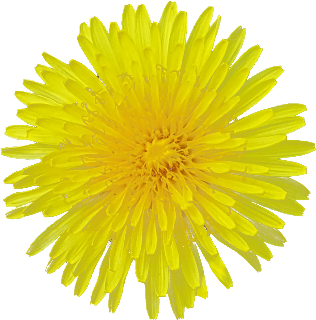 Yellow Flower White Background (1048x1056)