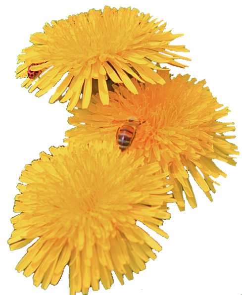 Yellow Dandelion Png (500x601)